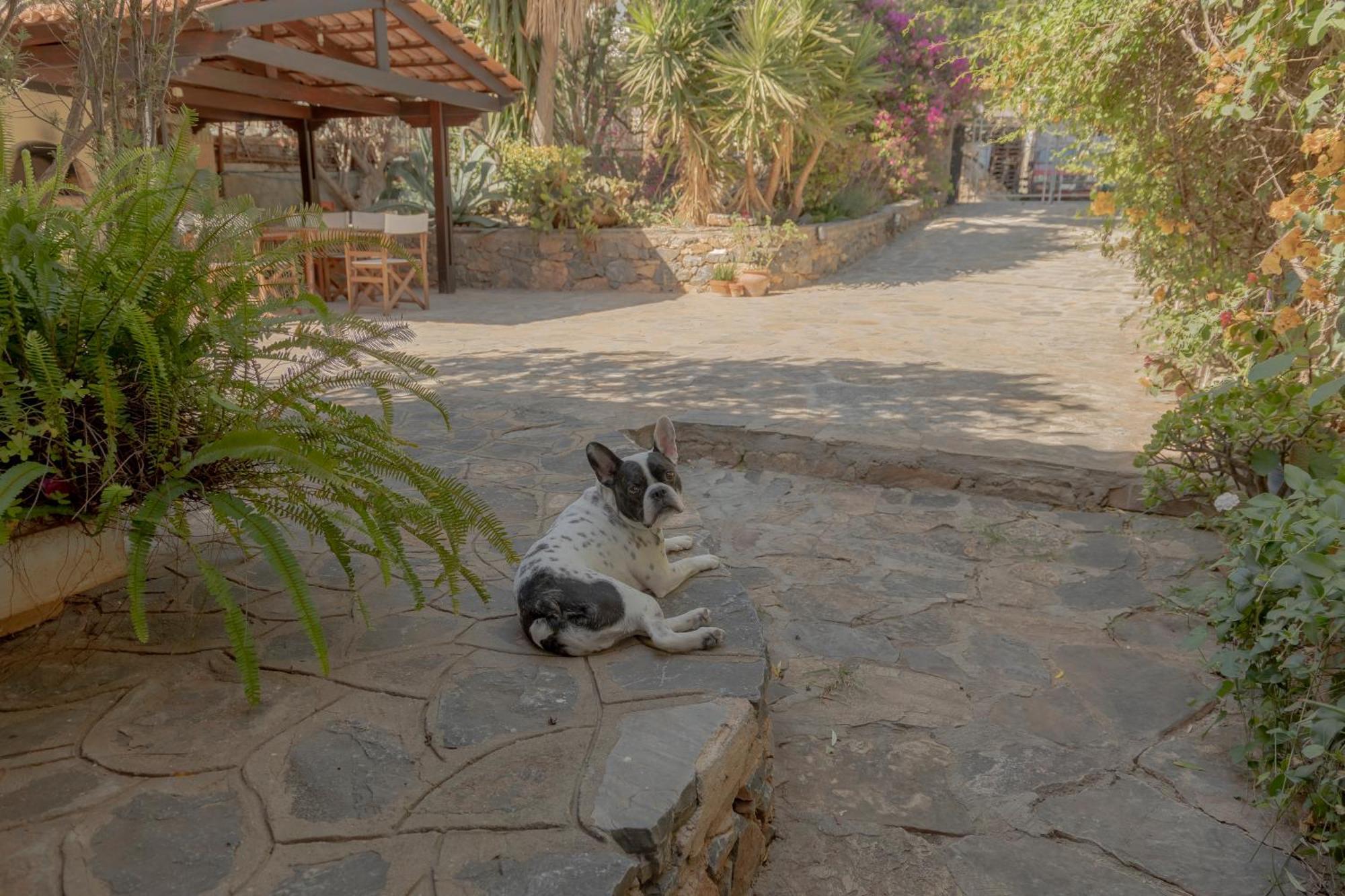 Private Pet Friendly Villa Agios Nikolaos Esterno foto